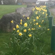 The Daffs 🌾