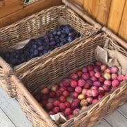Freshly picked plums!